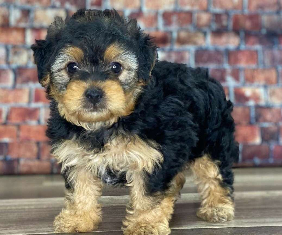Tri color Yorkipoo