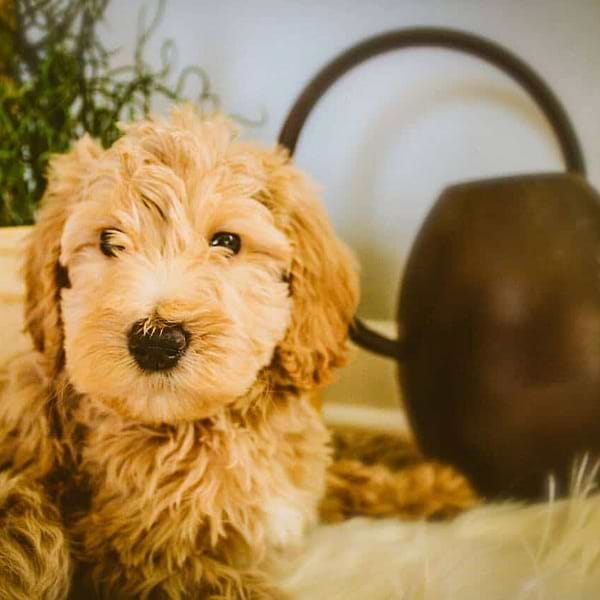 Apricot and Cream Medium Goldendoodle