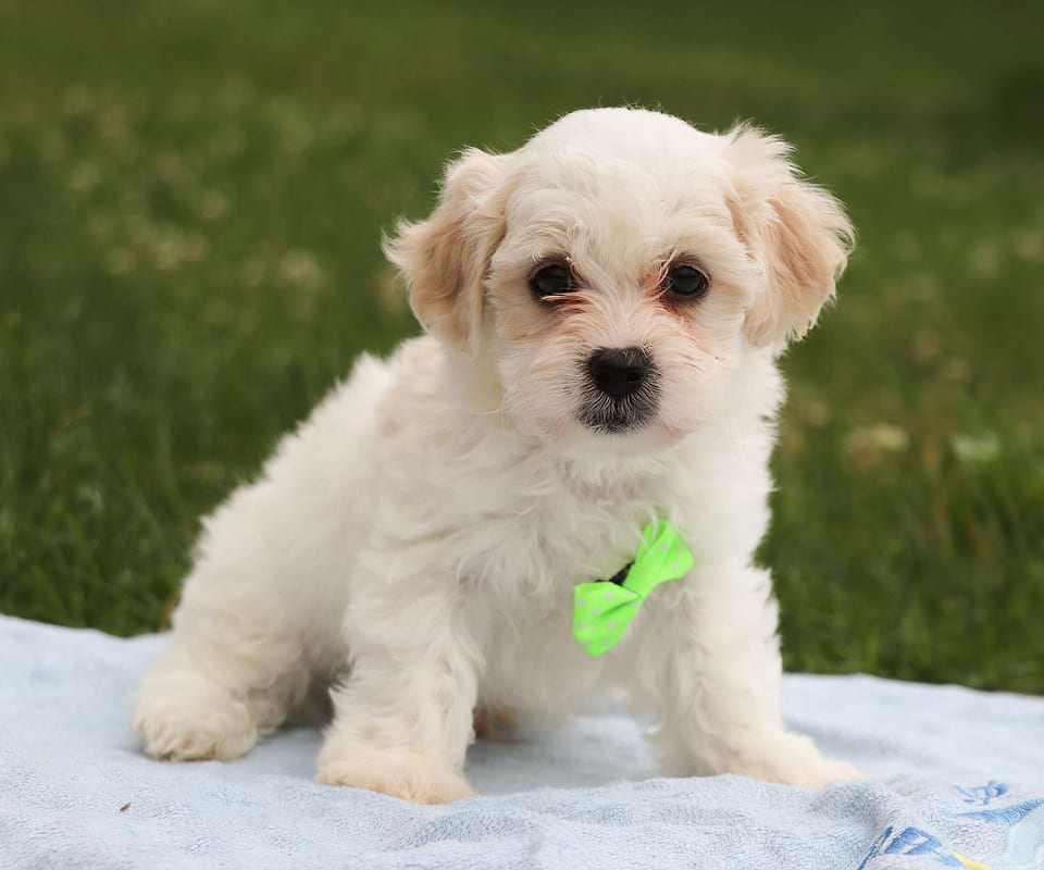 White Yorkipoo