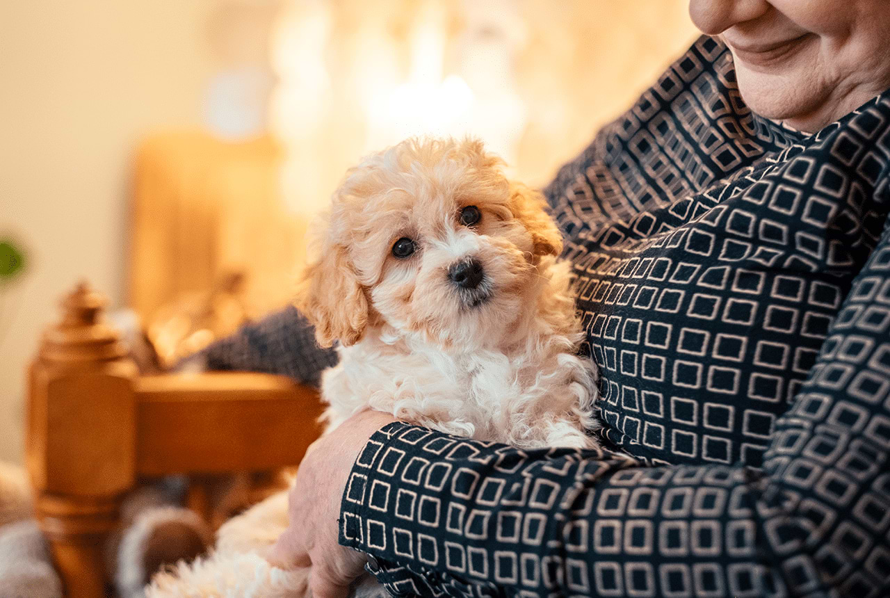 Woman holding a Maltipoo