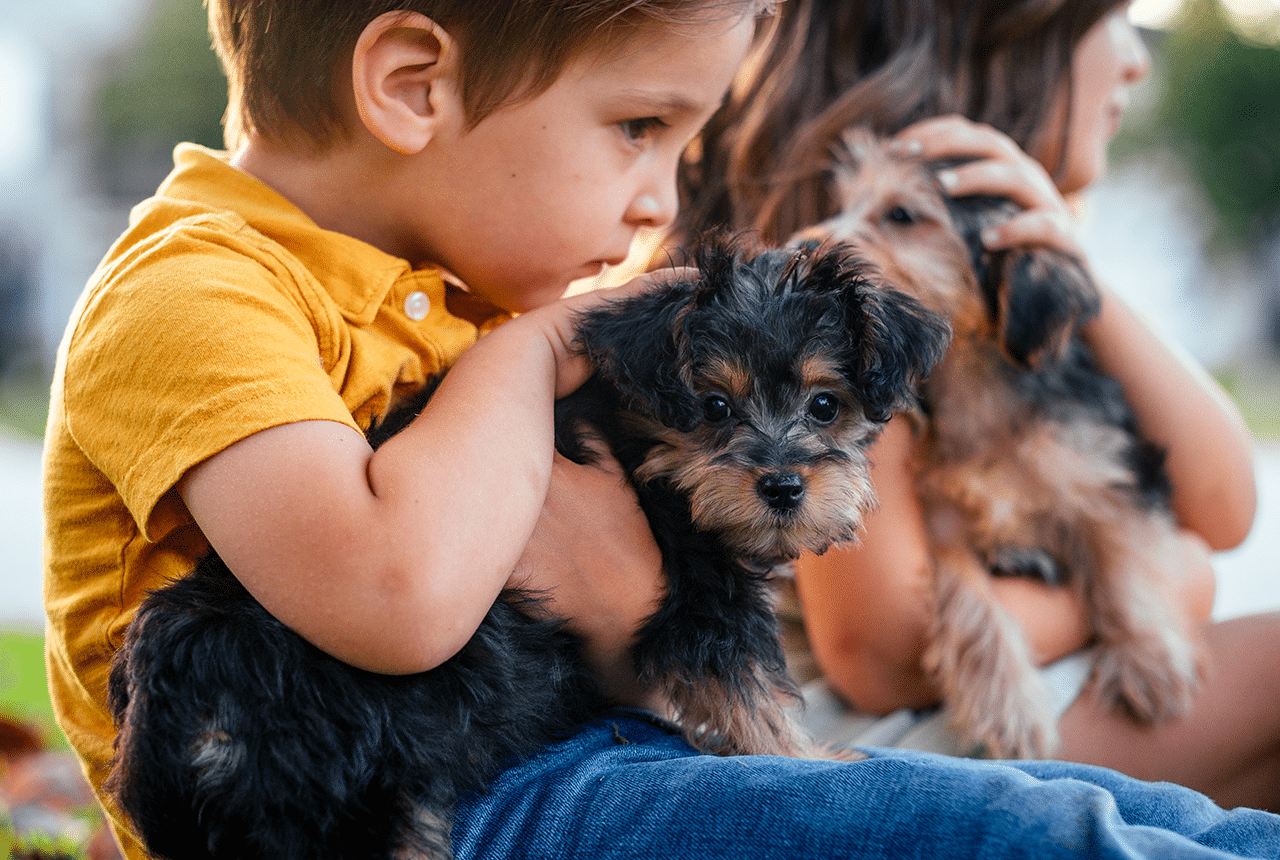 Yorkie Poo puppy with a young boy