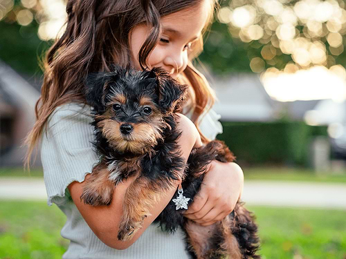 A little girl holds a YorkiePoo puppy