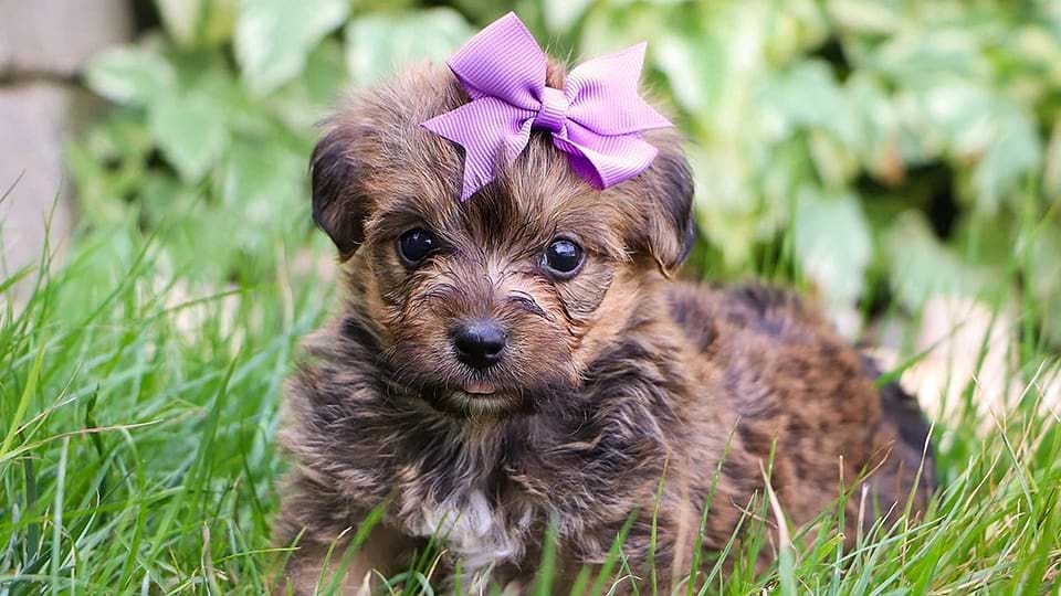 Yorkipoos for sale