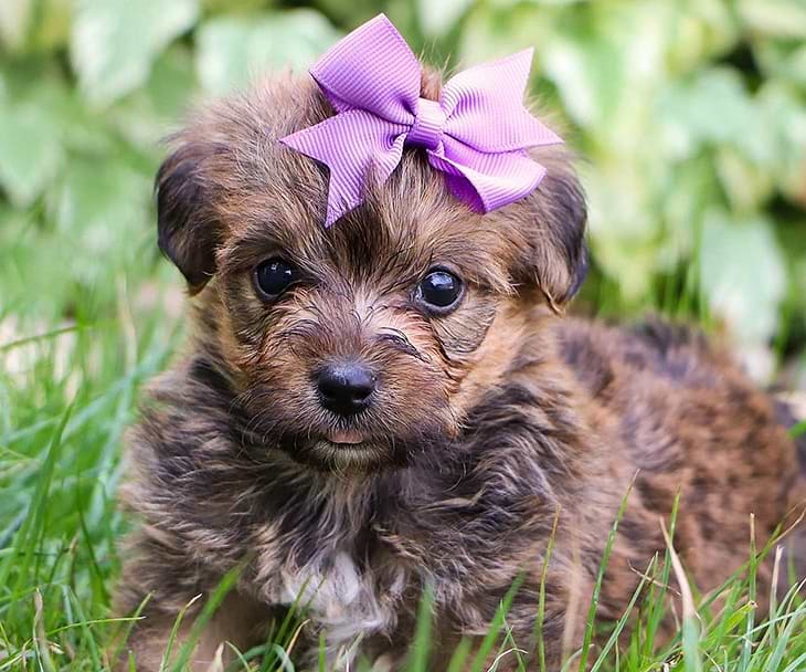 Yorkipoos for sale