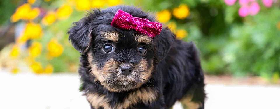 Black Phantom Yorkipoo Puppy