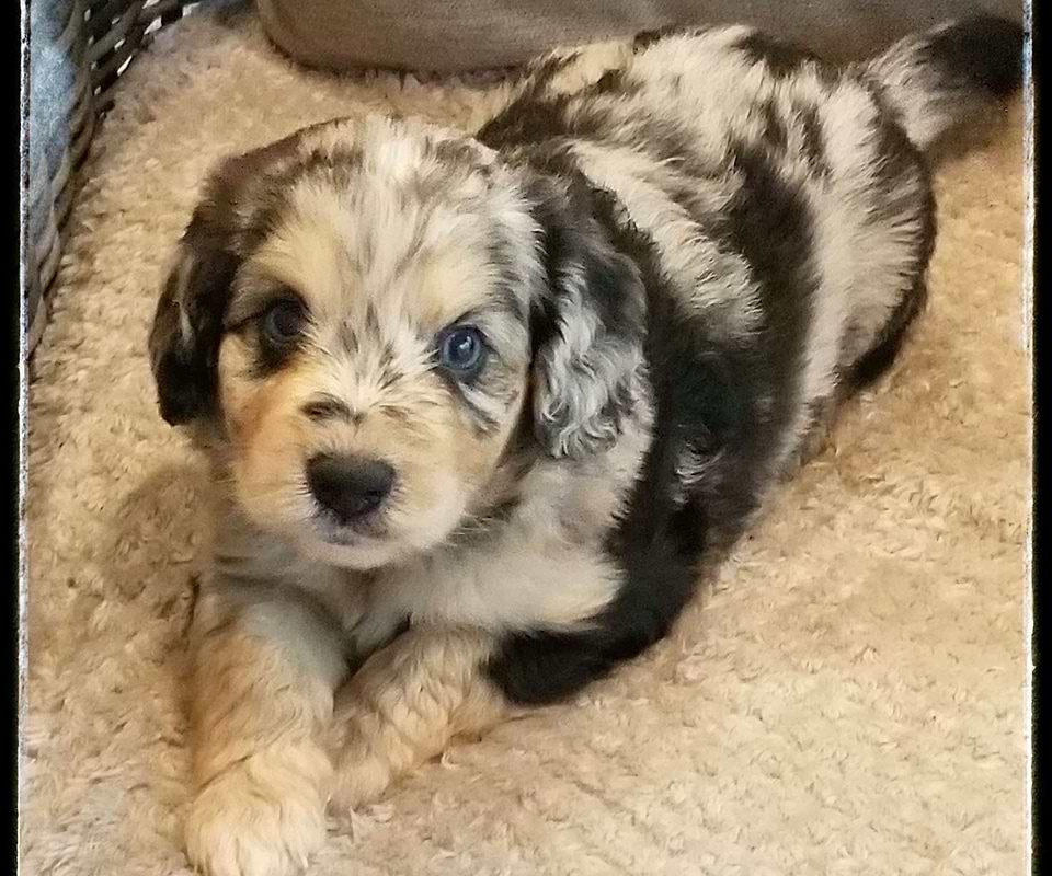 Available Aussiedoodle