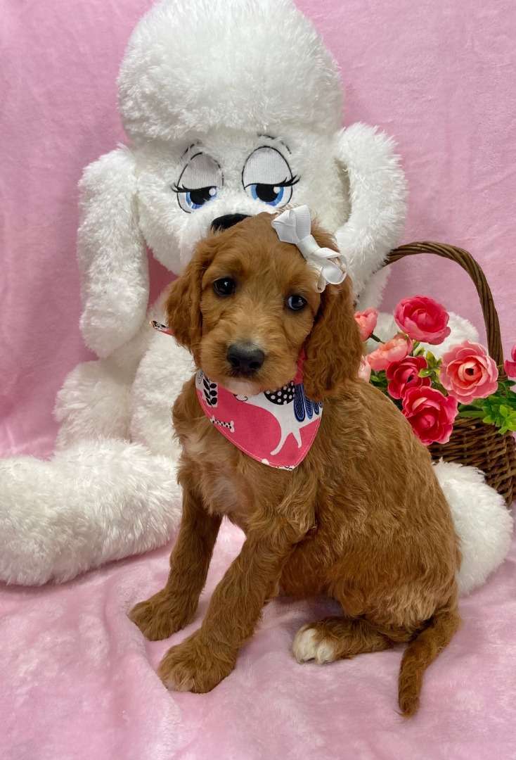 Irishdoodle Available