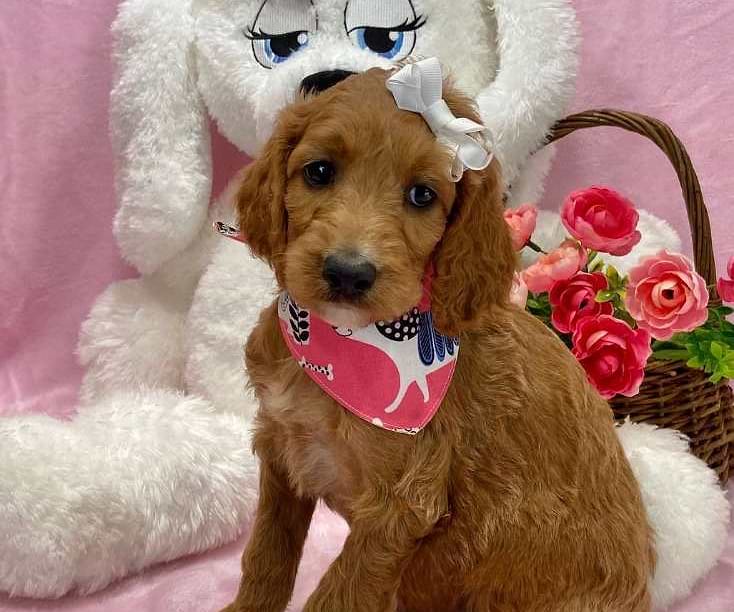 Irishdoodle Available