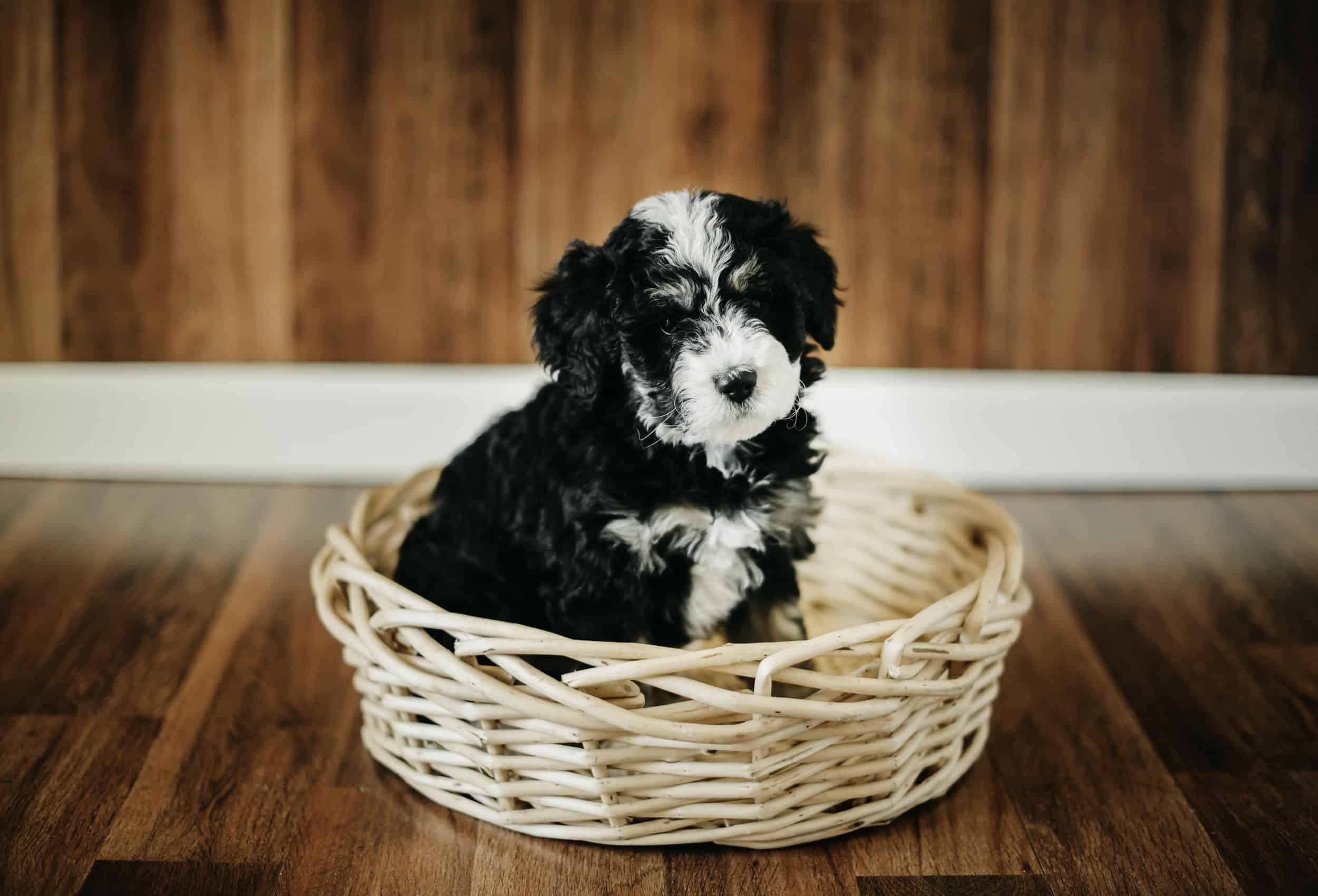 Swissdoodle puppies — Crockett Doodles