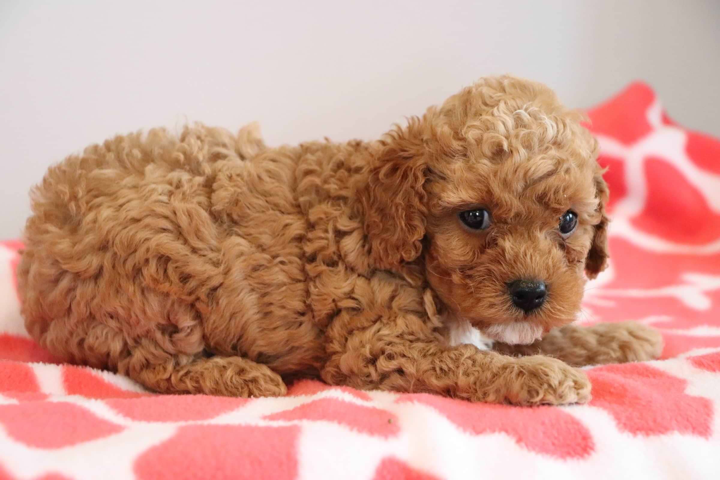Rex Cockapoo Red Cockapoos — Crockett Doodles