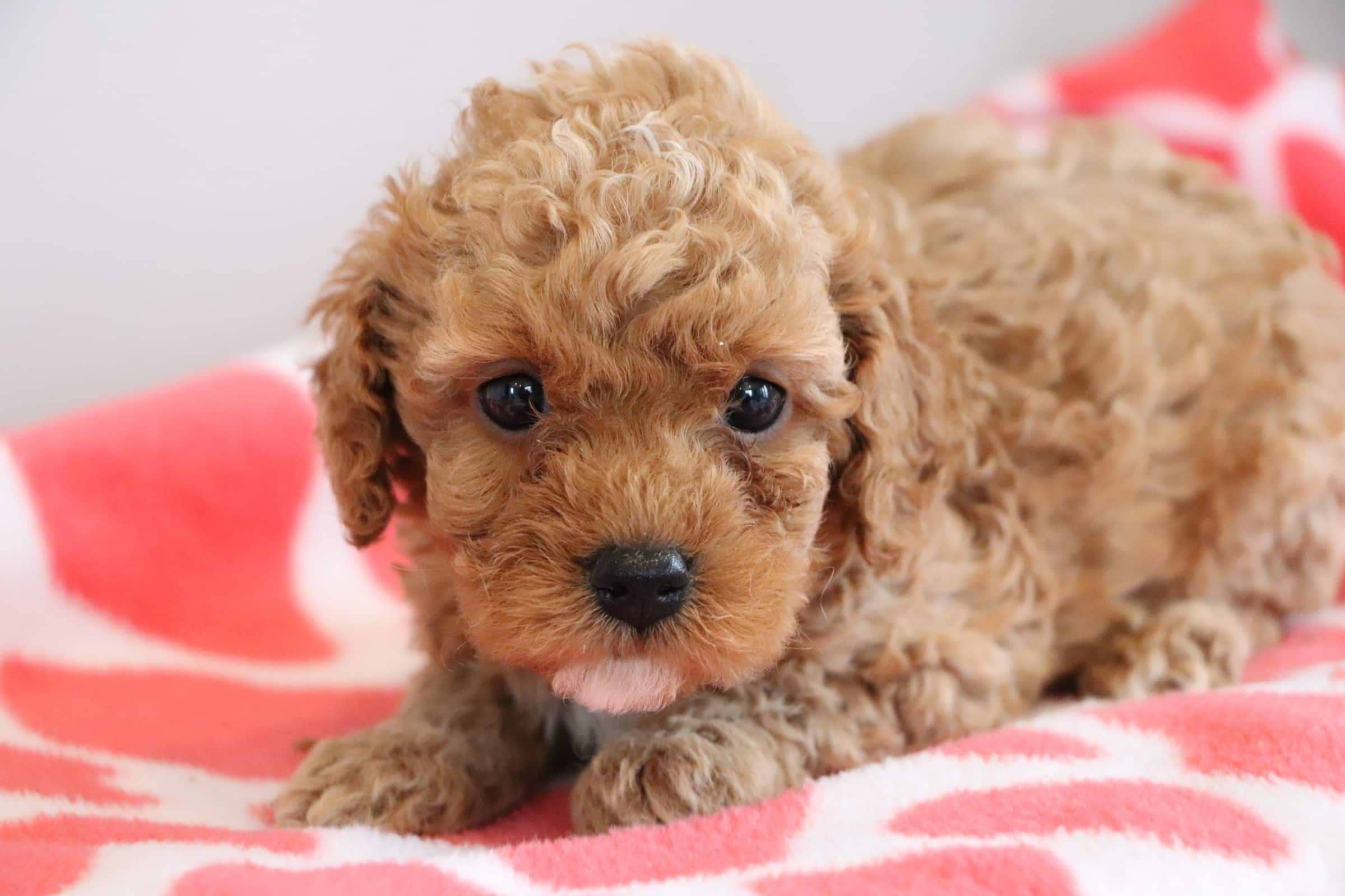 Rex Cockapoo Red Cockapoos — Crockett Doodles
