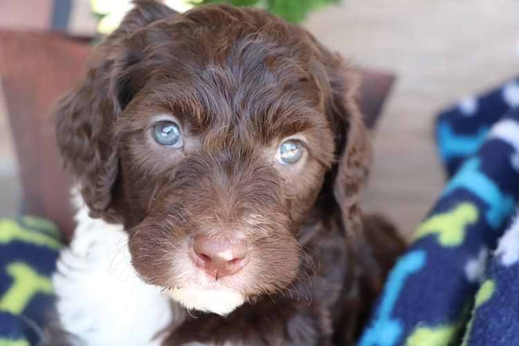Crockett Doodles Rehome