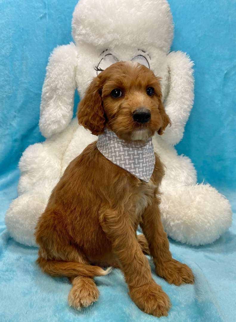 Available Irishdoodle