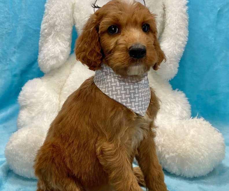 Available Irishdoodle
