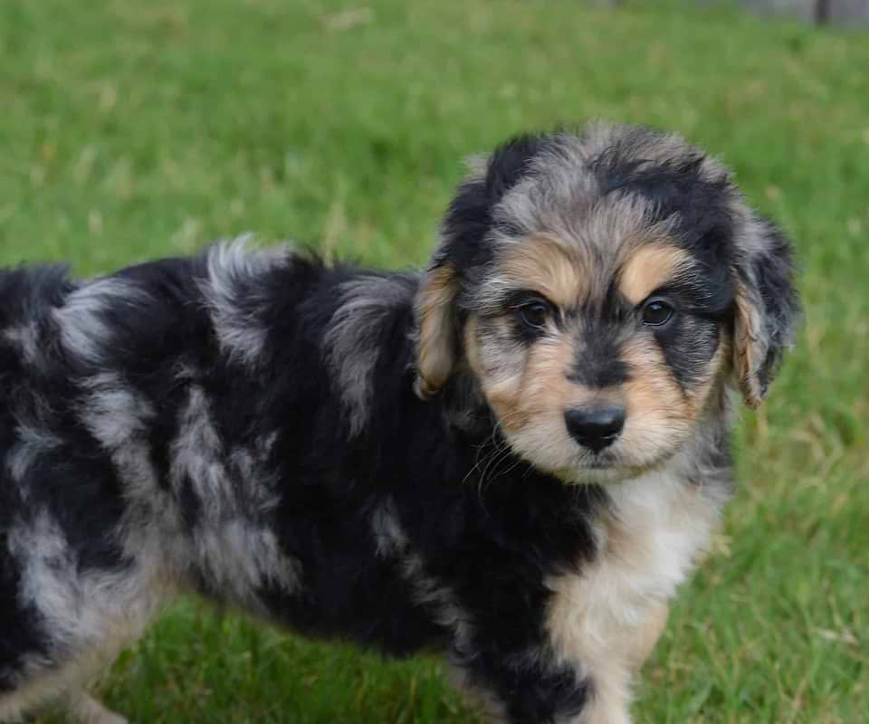 Aussiedoodles