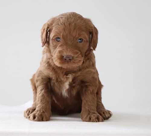 Labradoodle Pup