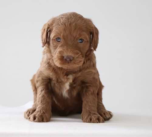 Labradoodle Pup