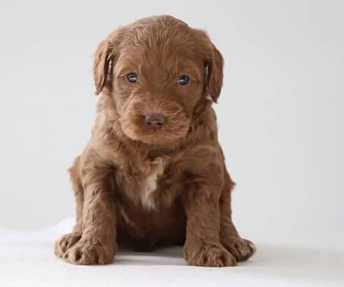 Labradoodle Pup