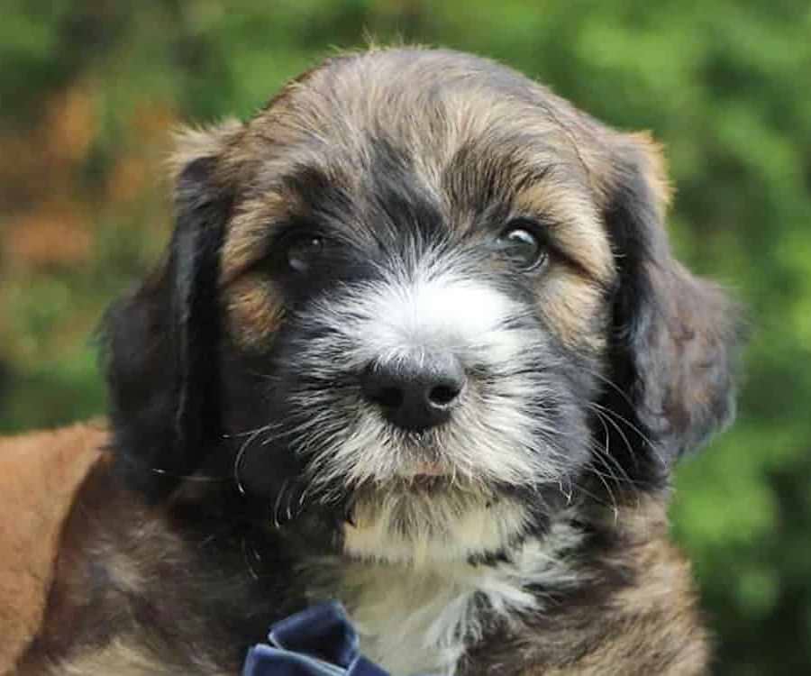 Sheepadoodle Roger with Tri-color Wavy Coat