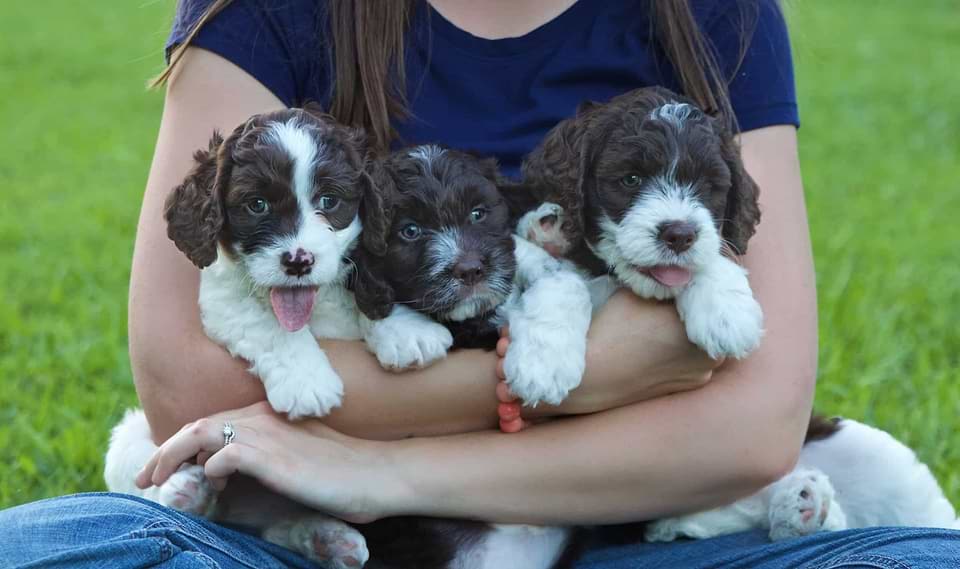 Springerdoodles