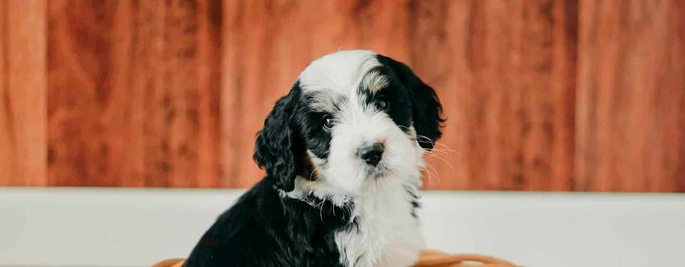 Black/White Swiss Doodle Puppy
