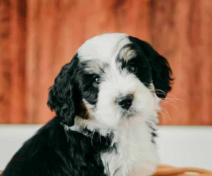 Black/White Swiss Doodle Puppy