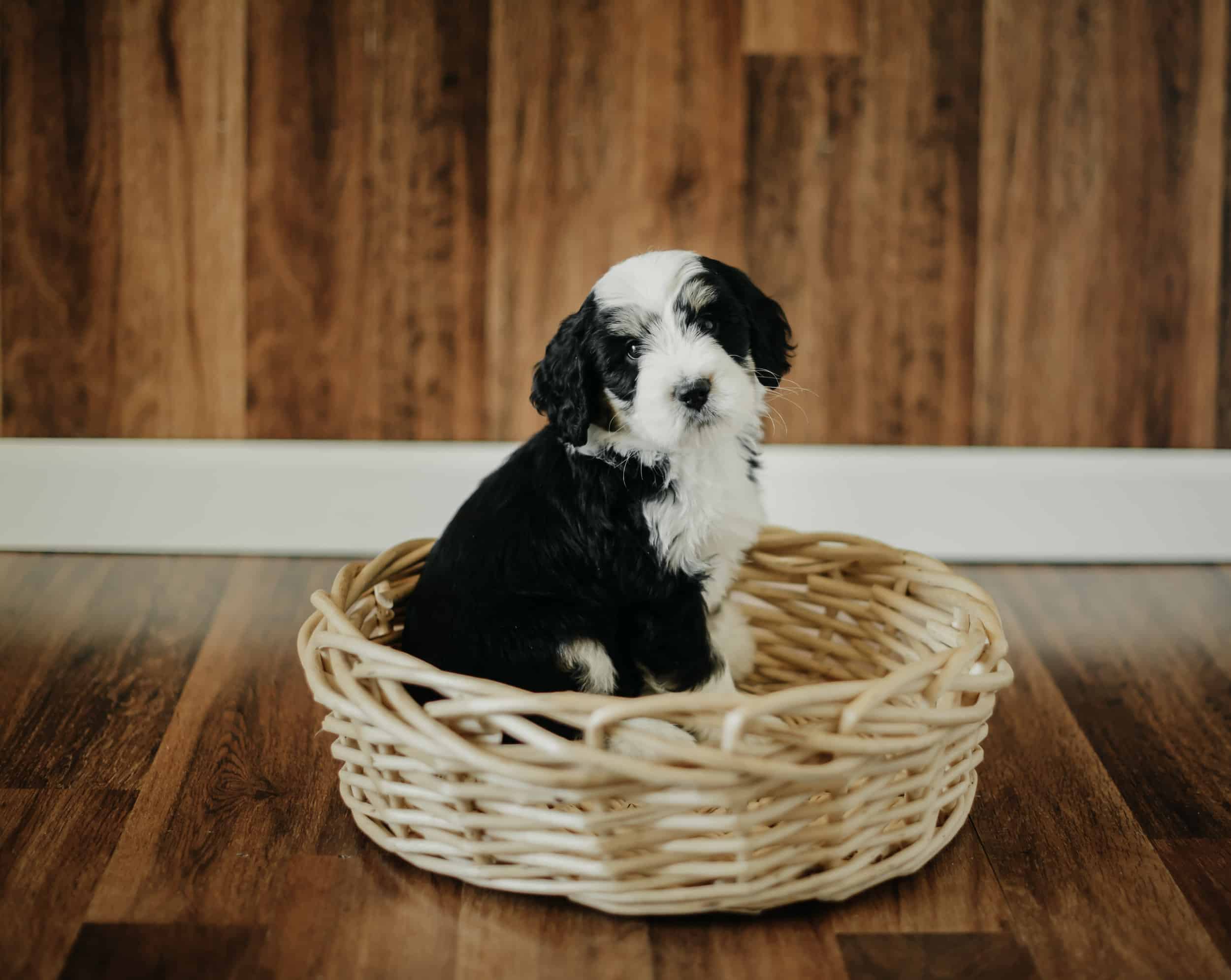 Swissdoodle puppies — Crockett Doodles