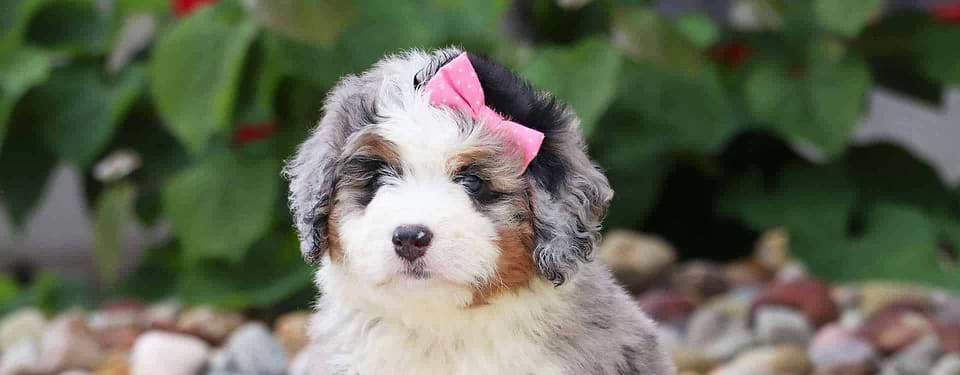 Bernedoodle Pup Leanna