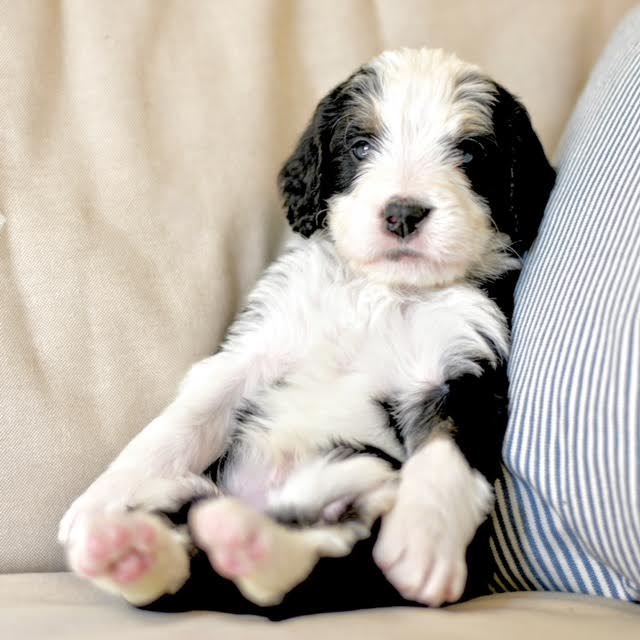 Best Caption for Bernedoodle Puppy