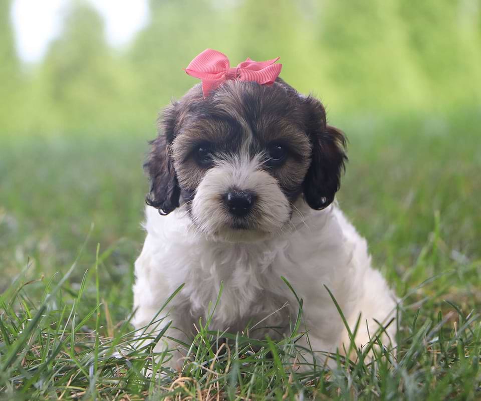 Cockapoo Female Pup