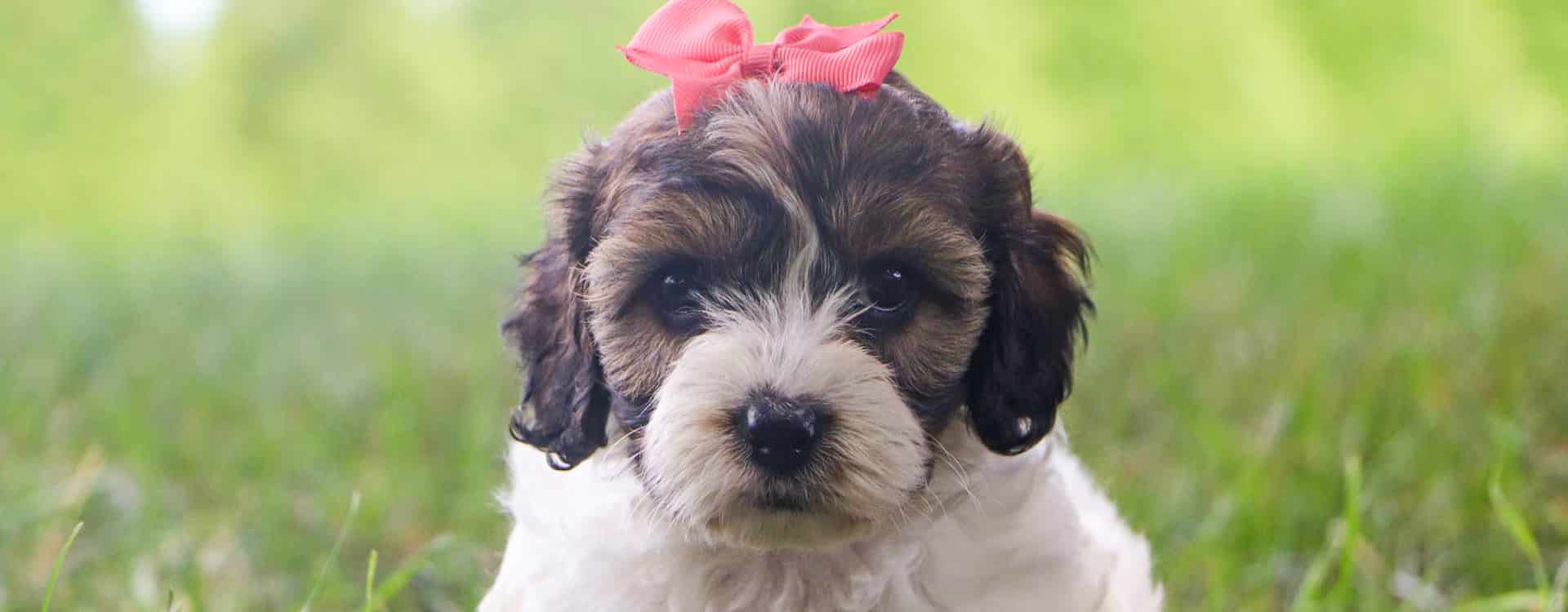 Scapoo Best Sacramento Cavapoos Available — Crockett Doodles