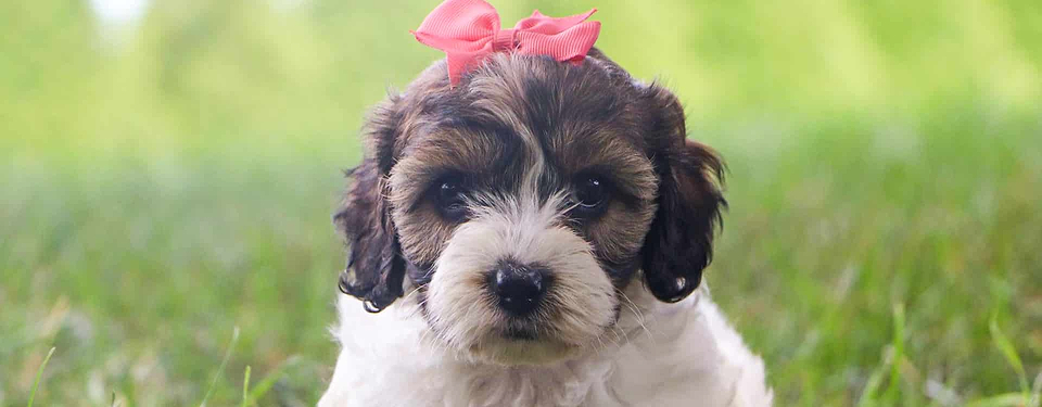White/Brown Cockapoo Puppy