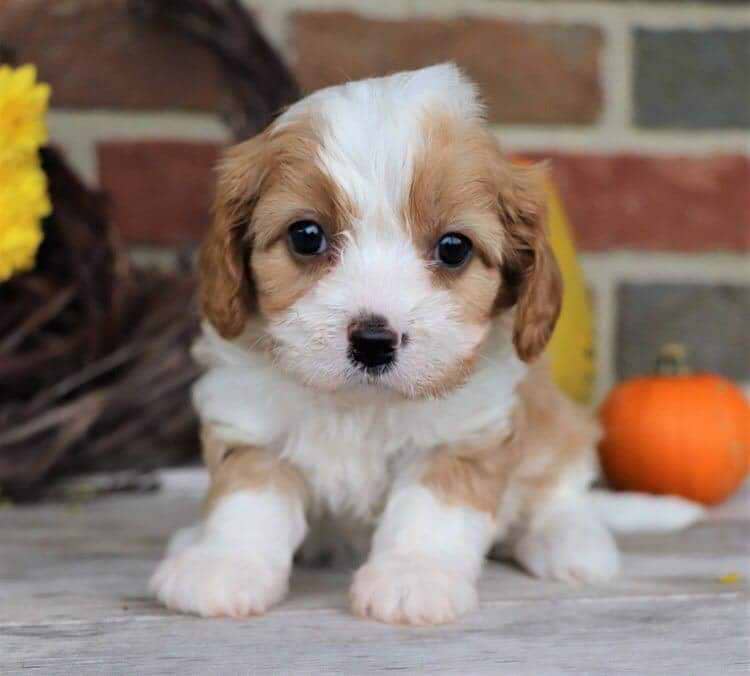 Name After Childhood Pet