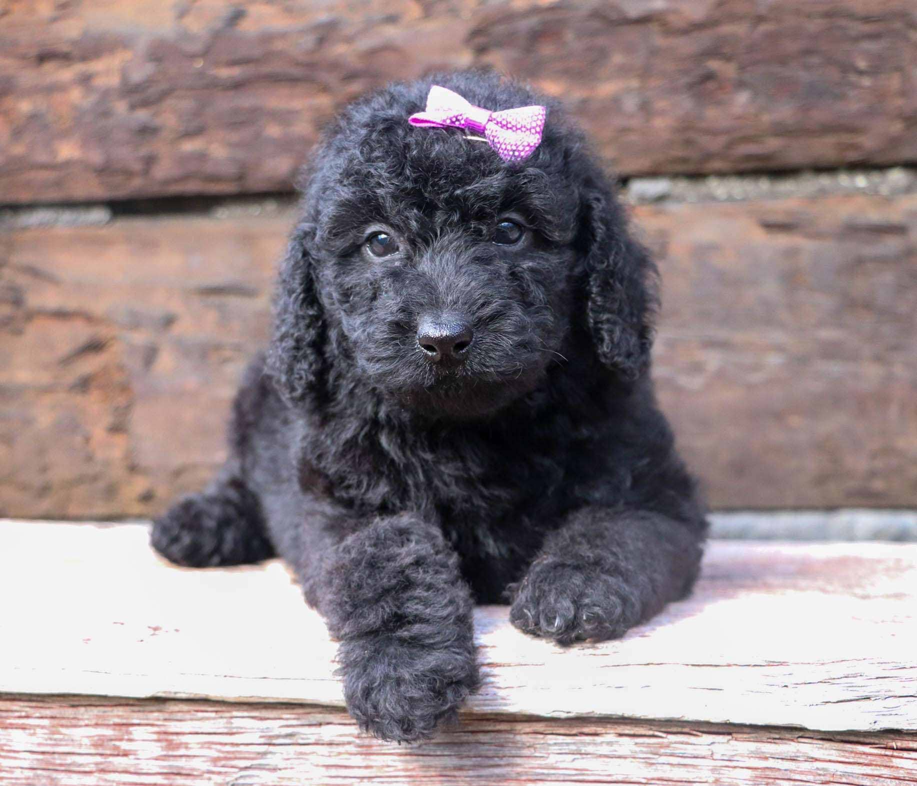 Best Minneapolis Labradoodles Available — Crockett Doodles