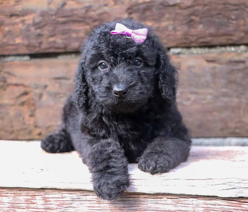 Black Labradoodle Pup
