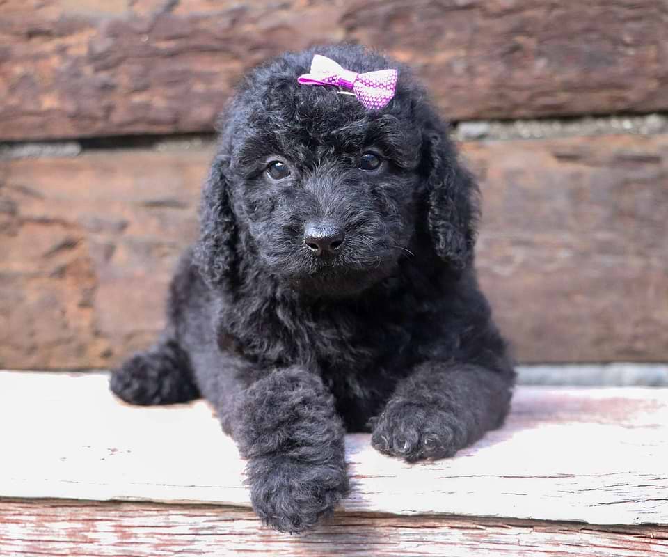 Black Labradoodle Pup
