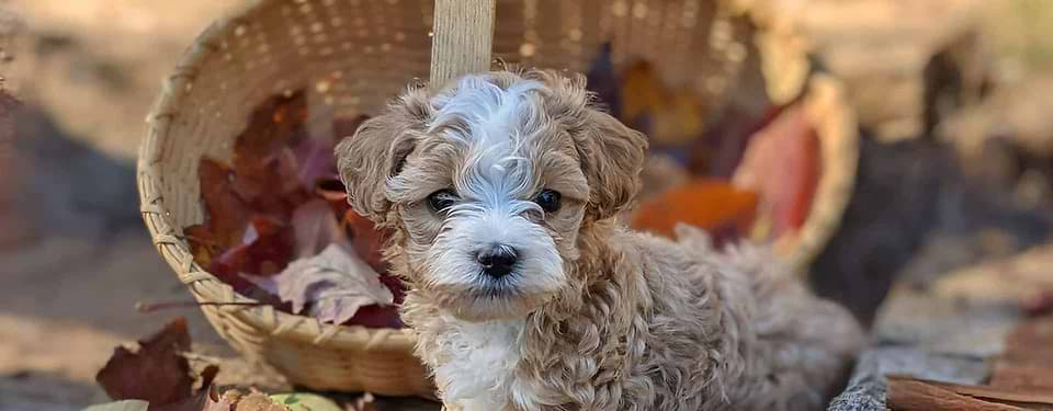 Maltipoo Pup Cinnamon