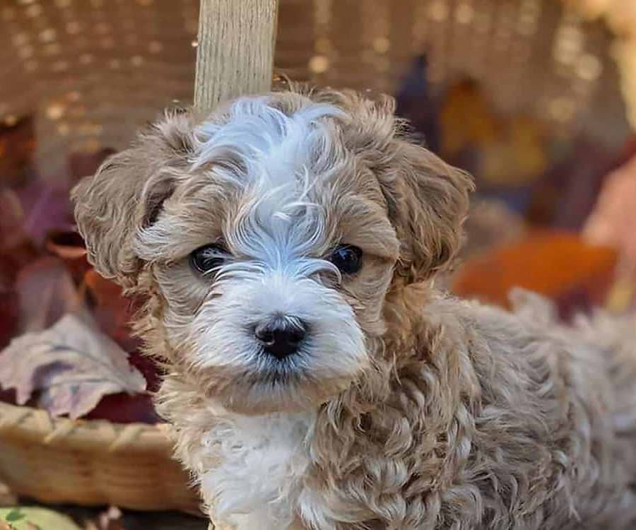 Maltipoo Pup Cinnamon