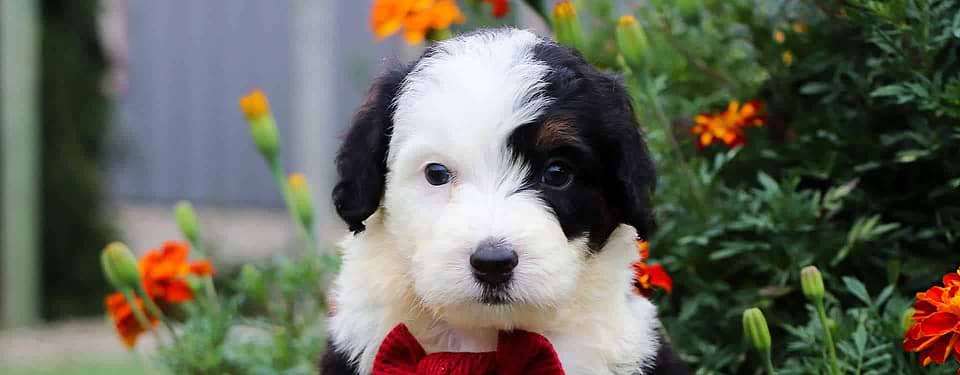 Phantom Bernedoodle Pup