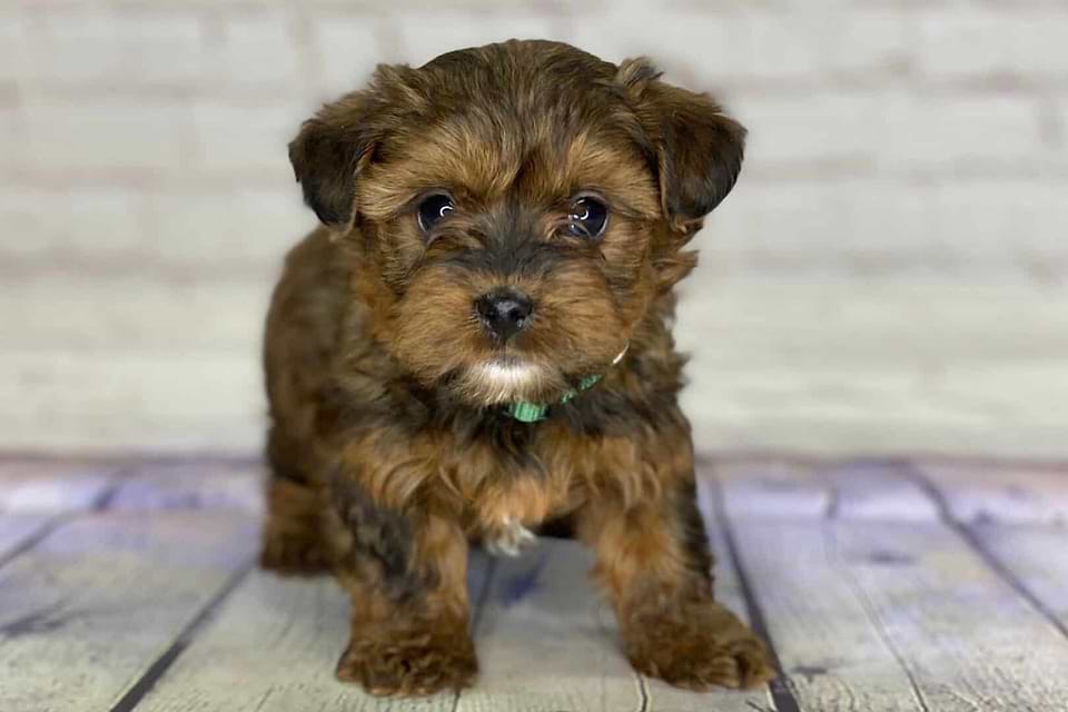 Yorkipoos