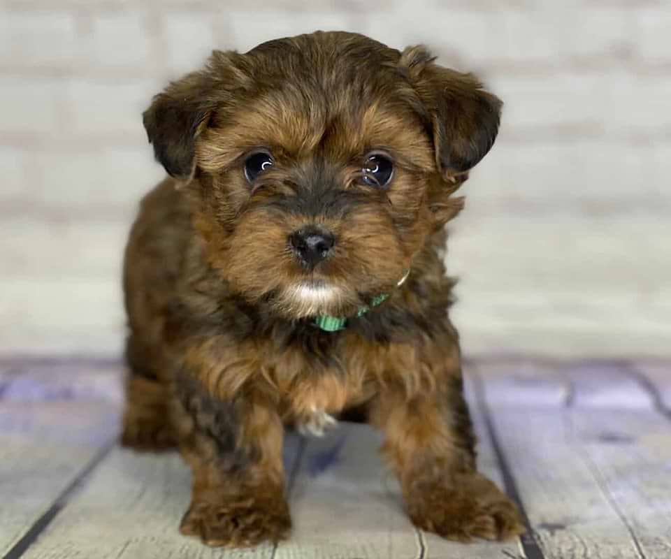 Yorkipoos