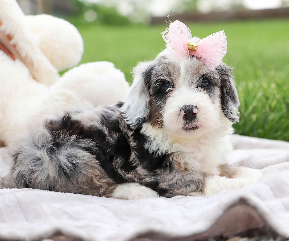 Sheepadoodle Female Pup
