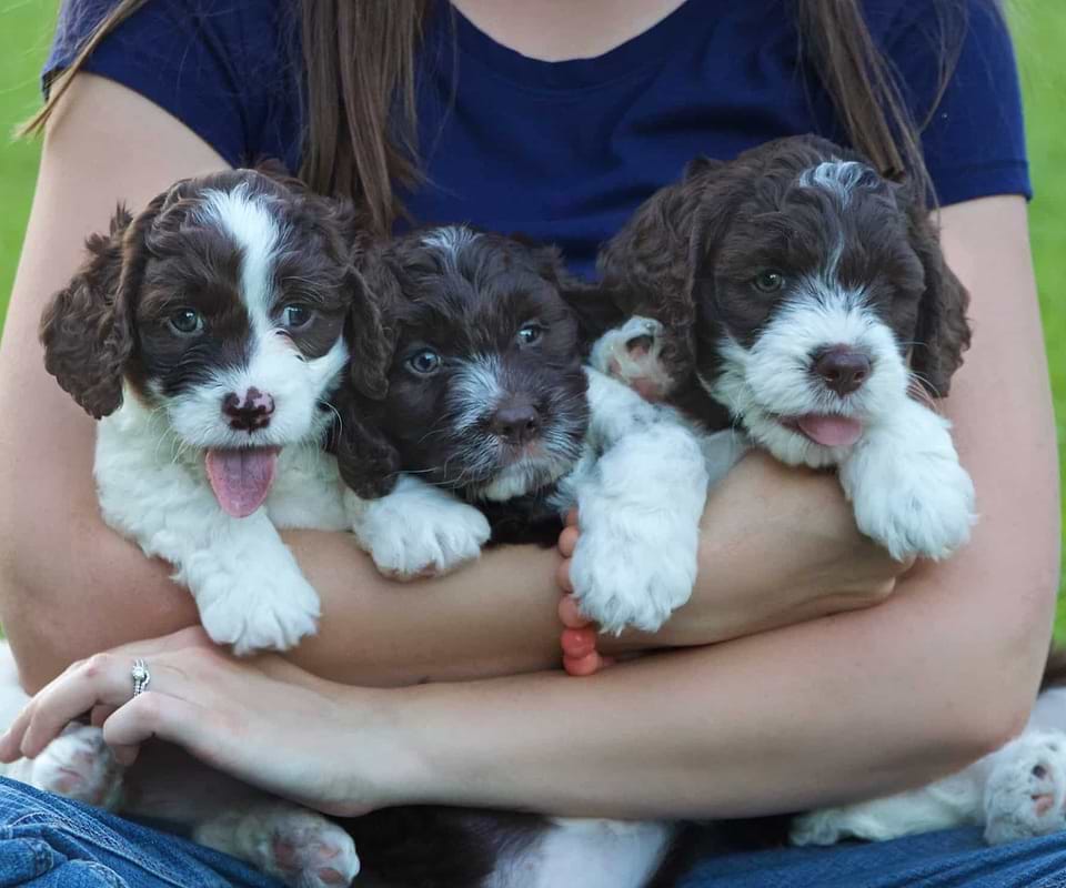 Available Springerdoodle Pups