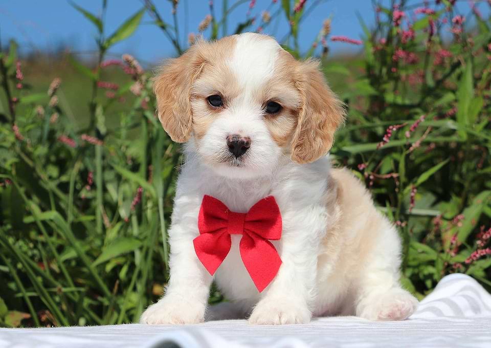 Cavachon Available