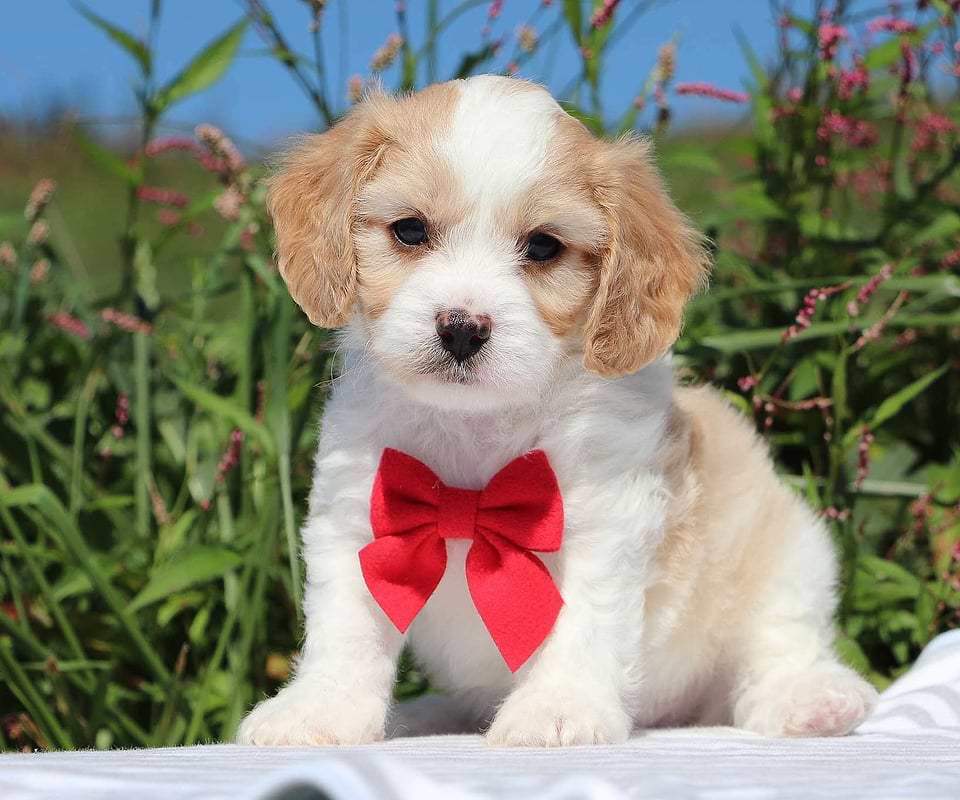 Cavachon Available