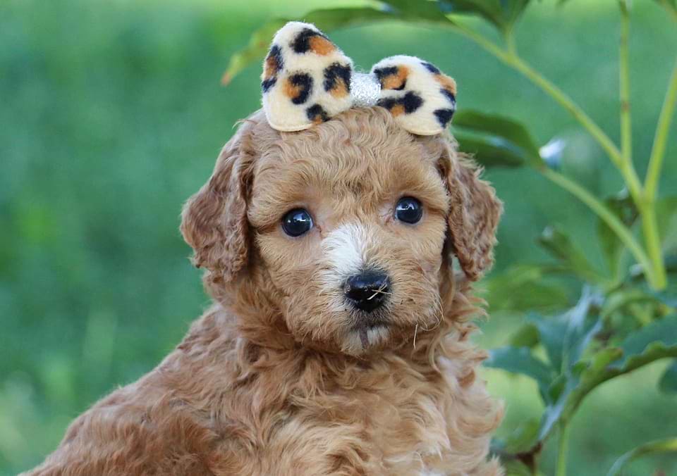 Available Cavapoo