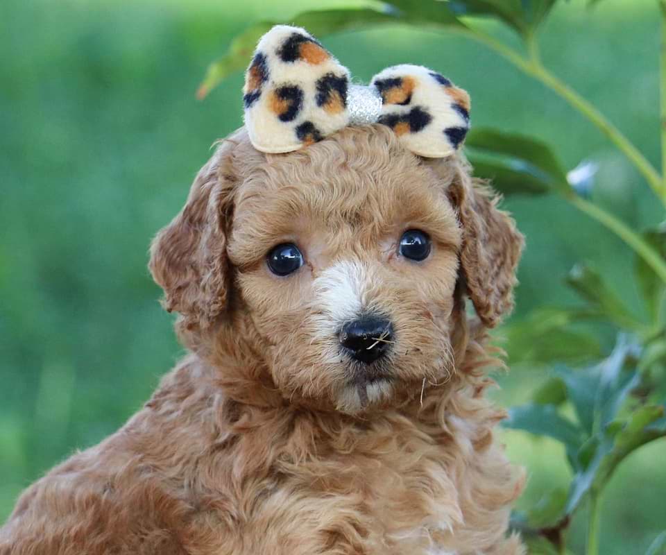 Available Cavapoo