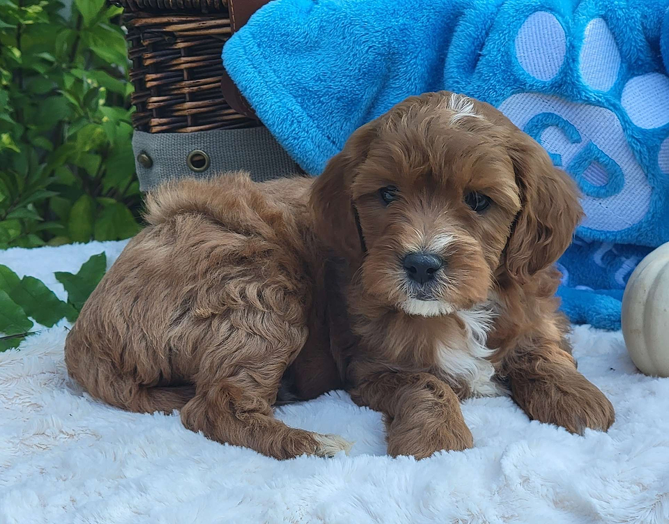 available cavapoo