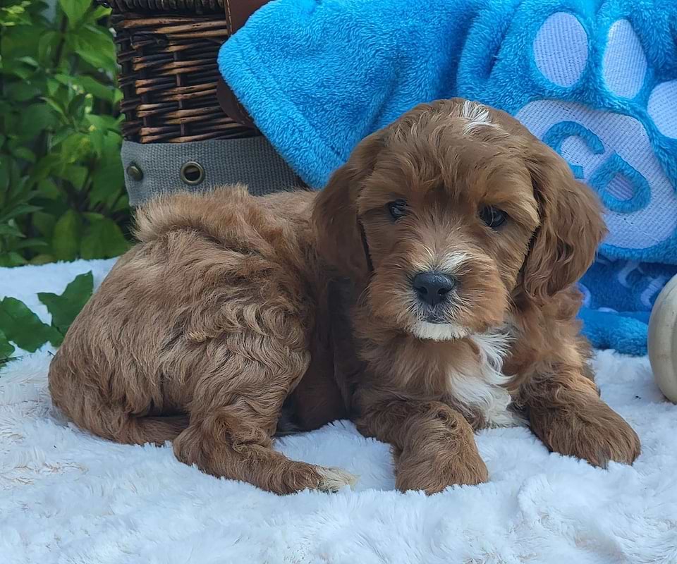 available cavapoo
