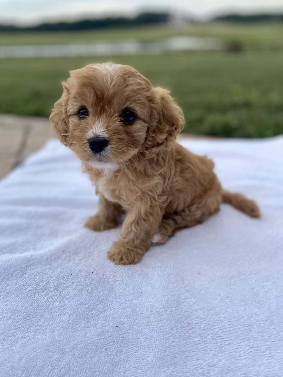 Cavapoo Available